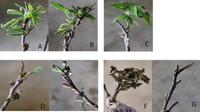 Dormant carbohydrate reserves enhance pecan tree spring freeze tolerance: controlled environment observations